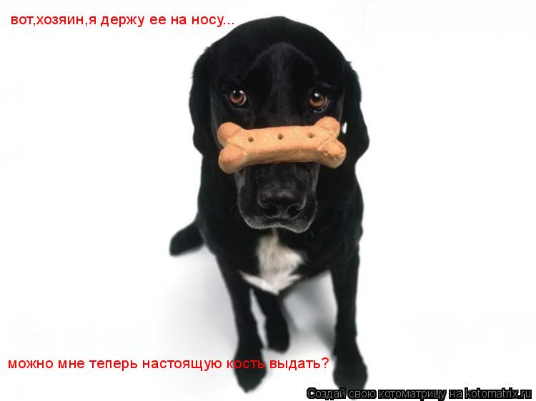 вот,хозяин,я держу ее на носу... можно мне теперь настоящую кость выдать?... Котоматрица: вот,хозяин,я держу ее на носу... можно мне теперь настоящую кость выдать?