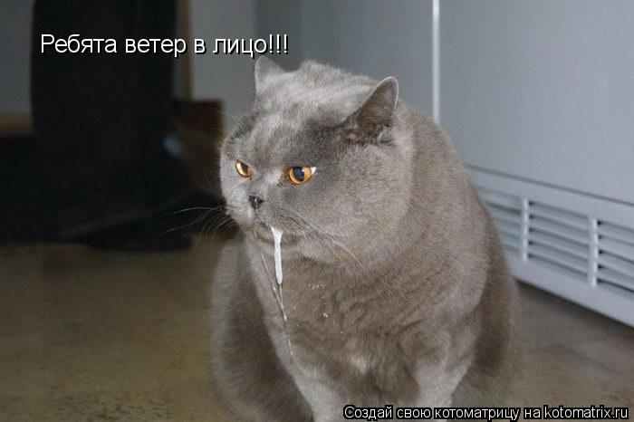 Ребята ветер в лицо!!!... Котоматрица: Ребята ветер в лицо!!!