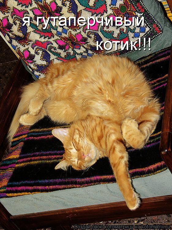 я гутаперчивый котик!!!... Котоматрица: я гутаперчивый котик!!!