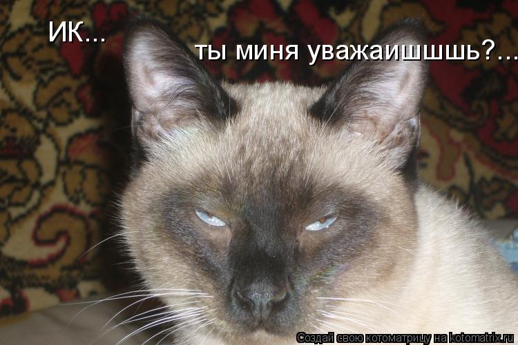 ты миня уважаишшшь?... ИК...... Котоматрица: ты миня уважаишшшь?... ИК...