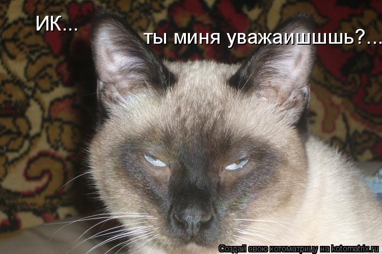 Котоматрица: ты миня уважаишшшь?... ИК...