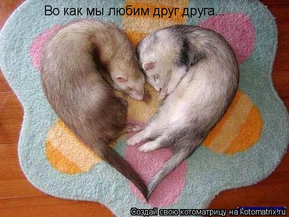 Котоматрица: Во как мы любим друг друга...