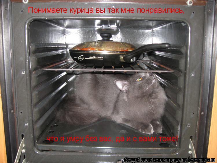 Котоматрица: Понимаете курица вы так мне понравились, что я умру без вас, да и с вами тоже!