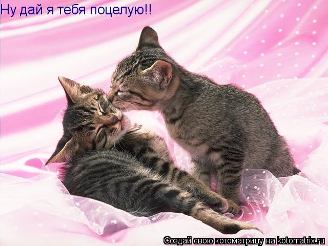 Ну дай я тебя поцелую!!... Котоматрица: Ну дай я тебя поцелую!!