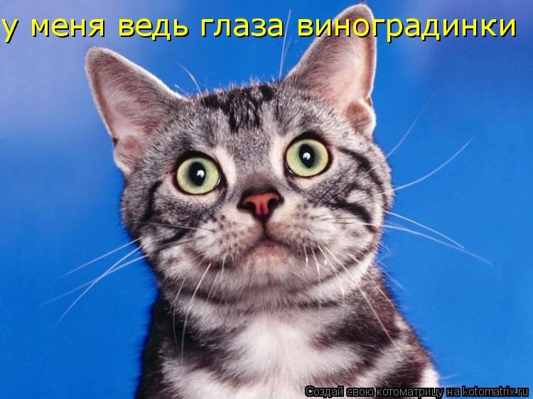 у меня ведь глаза виноградинки... Котоматрица: у меня ведь глаза виноградинки