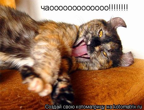 Котоматрица: чаооооооооооооо!!!!!!!!