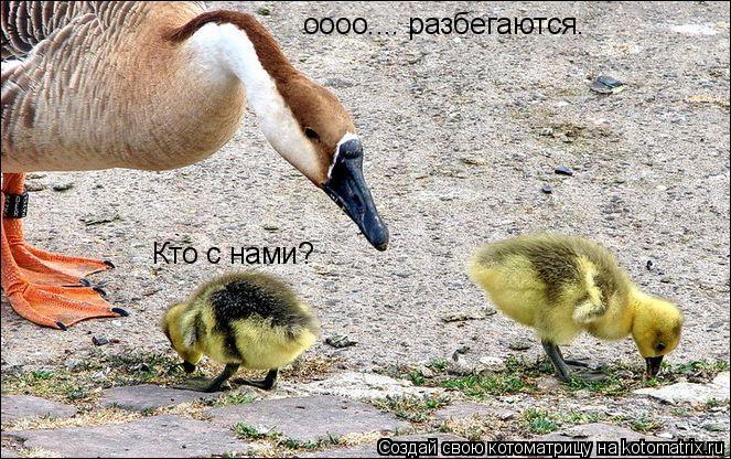 Кто с нами? оооо.... разбегаются.... Котоматрица: Кто с нами? оооо.... разбегаются.