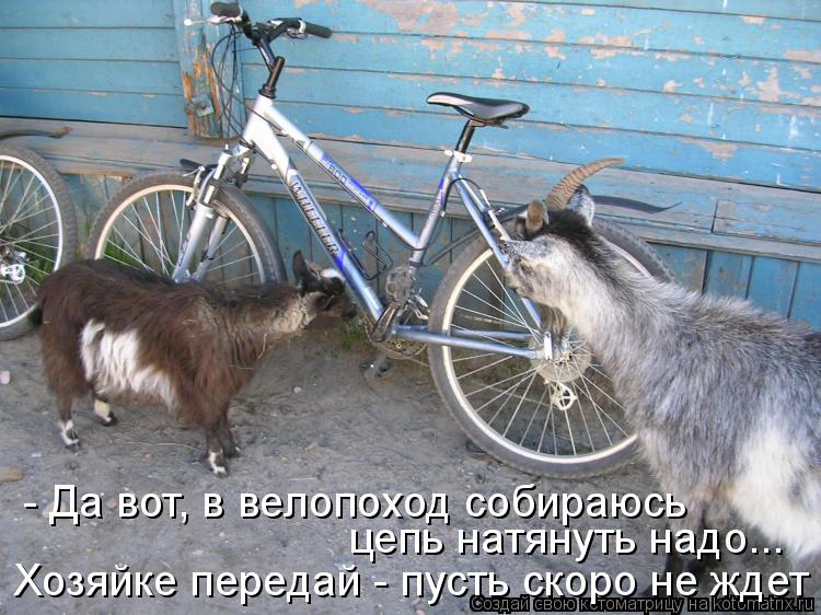 - Да вот, в велопоход собираюсь цепь натянуть надо... Хозяйке передай - пусть скоро не ждет... Котоматрица: - Да вот, в велопоход собираюсь цепь натянуть надо... Хозяйке передай - пусть скоро не ждет