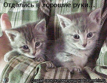 Отдались в хорошие руки...... Котоматрица: Отдались в хорошие руки...