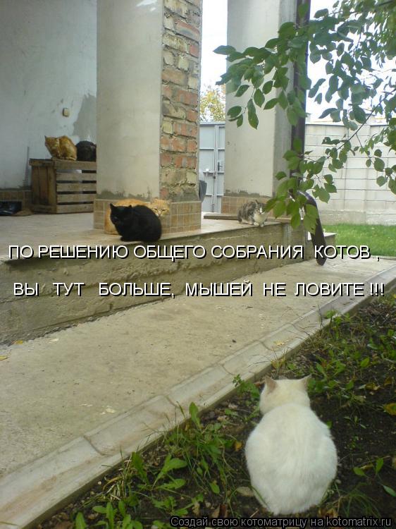 ПО РЕШЕНИЮ ОБЩЕГО СОБРАНИЯ КОТОВ , ВЫ ТУТ БОЛЬШЕ, МЫШЕЙ НЕ ЛОВИТЕ !!!... Котоматрица: ПО РЕШЕНИЮ ОБЩЕГО СОБРАНИЯ КОТОВ , ВЫ ТУТ БОЛЬШЕ, МЫШЕЙ НЕ ЛОВИТЕ !!!