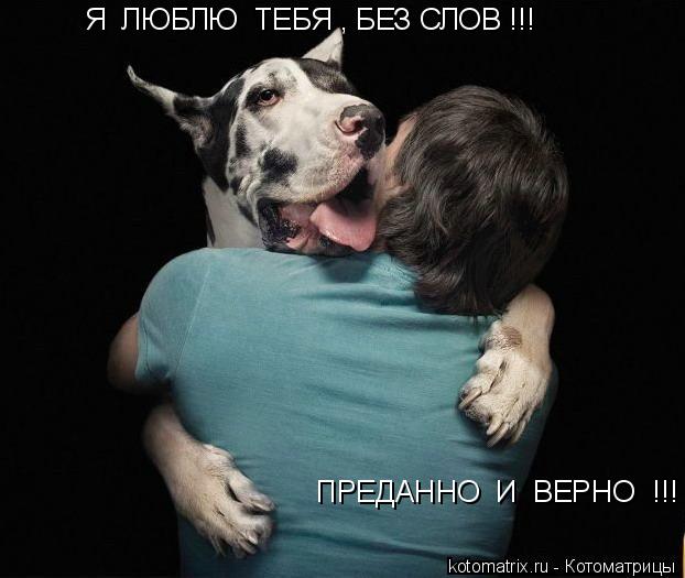 Я ЛЮБЛЮ ТЕБЯ , БЕЗ СЛОВ !!! ПРЕДАННО И ВЕРНО !!!... Котоматрица: Я ЛЮБЛЮ ТЕБЯ , БЕЗ СЛОВ !!! ПРЕДАННО И ВЕРНО !!!