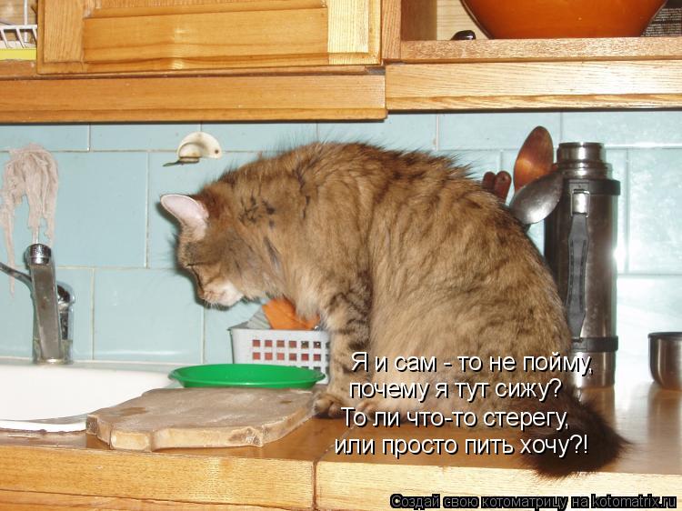Я и сам - то не пойму, почему я тут сижу? То ли что-то стерегу, или просто пить хочу?!... Котоматрица: Я и сам - то не пойму, почему я тут сижу? То ли что-то стерегу, или просто пить хочу?!