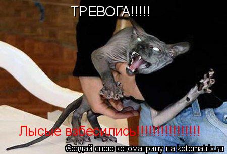 ТРЕВОГА!!!!! Лысые взбесились!!!!!!!!!!!!!!!!... Котоматрица: ТРЕВОГА!!!!! Лысые взбесились!!!!!!!!!!!!!!!!