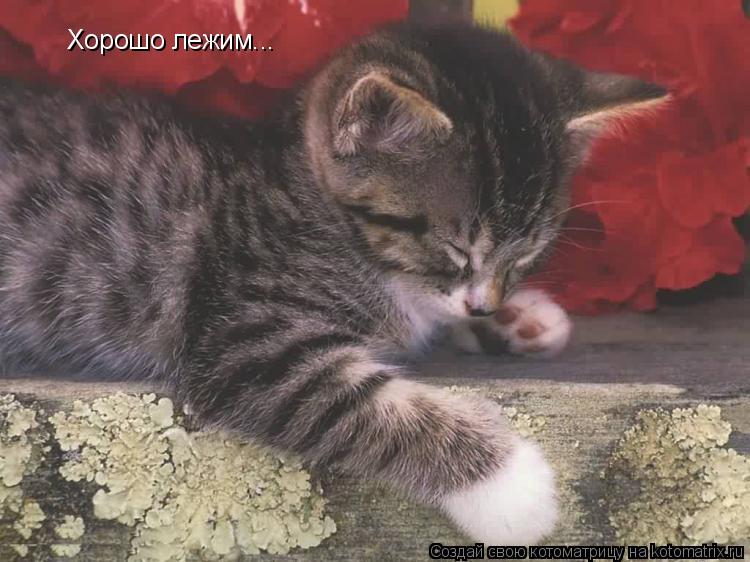 Котоматрица: Хорошо лежим...