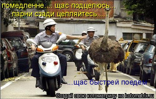 Котоматрица: помедленне.... щас подцелюсь... парни сзади цепляйтесь..... ...щас быстрей поедем