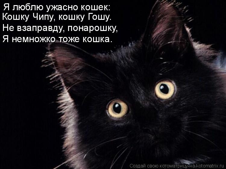 Я люблю ужасно кошек: Кошку Чипу, кошку Гошу. Не взаправду, понарошку, Я немножко тоже кошка.... Котоматрица: Я люблю ужасно кошек: Кошку Чипу, кошку Гошу. Не взаправду, понарошку, Я немножко тоже кошка.