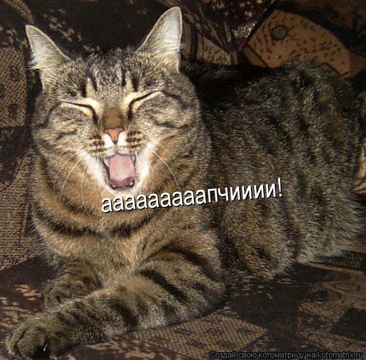 ааааааааапчииии!... Котоматрица: ааааааааапчииии!