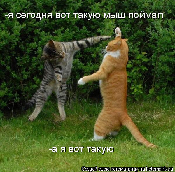 -я сегодня вот такую мыш поймал -а я вот такую... Котоматрица: -я сегодня вот такую мыш поймал -а я вот такую