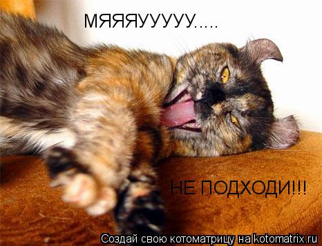 МЯЯЯУУУУУ..... НЕ ПОДХОДИ!!!... Котоматрица: МЯЯЯУУУУУ..... НЕ ПОДХОДИ!!!