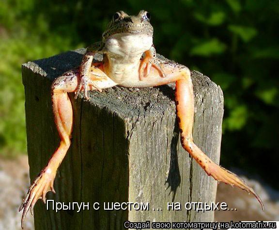 Прыгун с шестом ... на отдыхе...... Котоматрица: Прыгун с шестом ... на отдыхе...