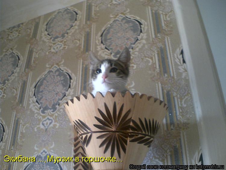 Экибана ...,Мурзик в горшочке...... Котоматрица: Экибана ...,Мурзик в горшочке...