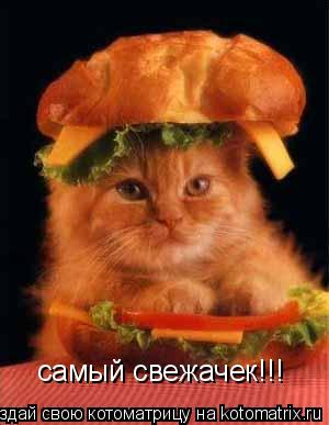 самый свежачек!!!... Котоматрица: самый свежачек!!!