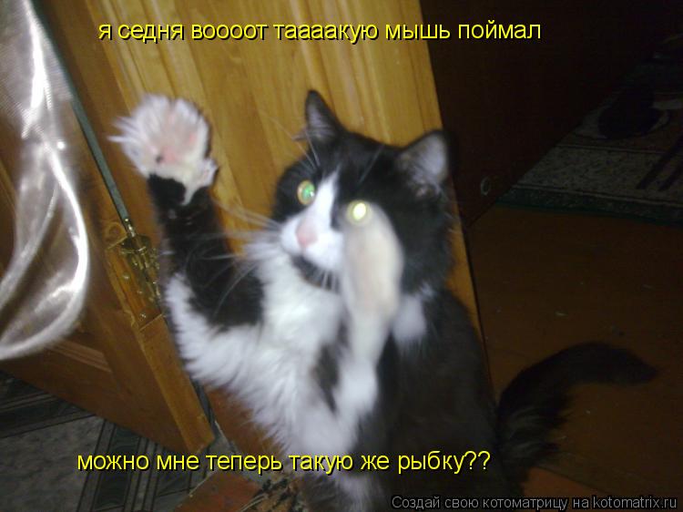я седня воооот таааакую мышь поймал можно мне теперь такую же рыбку??... Котоматрица: я седня воооот таааакую мышь поймал можно мне теперь такую же рыбку??