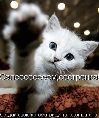 Котоматрица: Salem Jan Салеееееееем,сестренка!!! Салеееееееем,сестренка!!!