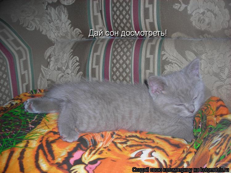 Котоматрица: Дай сон досмотреть!