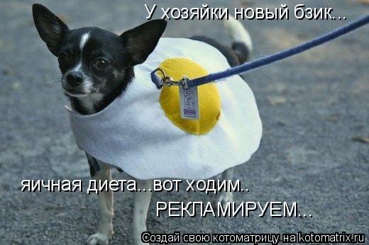 У хозяйки новый бзик... яичная диета...вот ходим.. РЕКЛАМИРУЕМ...... Котоматрица: У хозяйки новый бзик... яичная диета...вот ходим.. РЕКЛАМИРУЕМ...