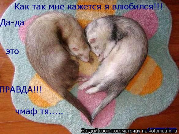 Котоматрица: Как так мне кажется я влюбился!!! Да-да  ПРАВДА!!! это чмаф тя.....