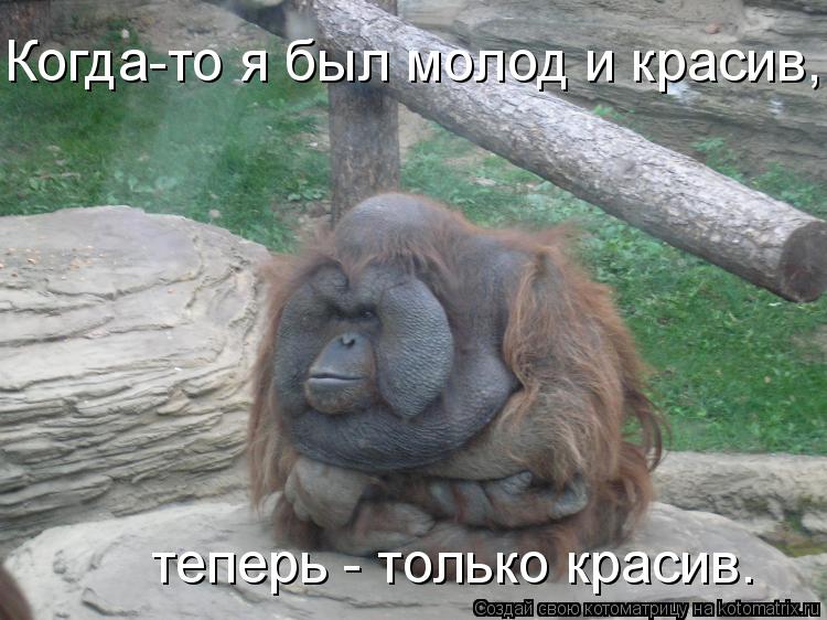 Когда-то я был молод и красив, теперь - только красив. теперь - только красив.... Котоматрица: Когда-то я был молод и красив, теперь - только красив. теперь - только красив.