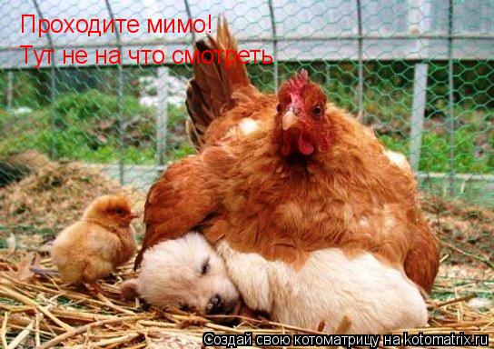 Проходите мимо! Тут не на что смотреть... Котоматрица: Проходите мимо! Тут не на что смотреть