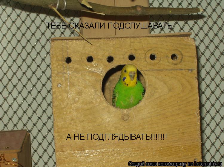 ТЕБЕ СКАЗАЛИ ПОДСЛУШАВАТЬ А НЕ ПОДГЛЯДЫВАТЬ!!!!!!!... Котоматрица: ТЕБЕ СКАЗАЛИ ПОДСЛУШАВАТЬ А НЕ ПОДГЛЯДЫВАТЬ!!!!!!!