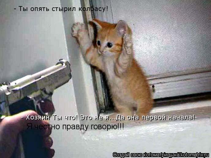 Я честно правду говорю!!!... Котоматрица: Я честно правду говорю!!!