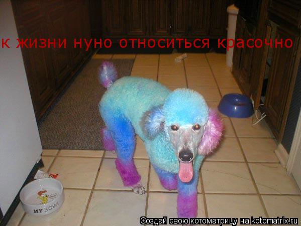 к жизни нуно относиться красочно... Котоматрица: к жизни нуно относиться красочно