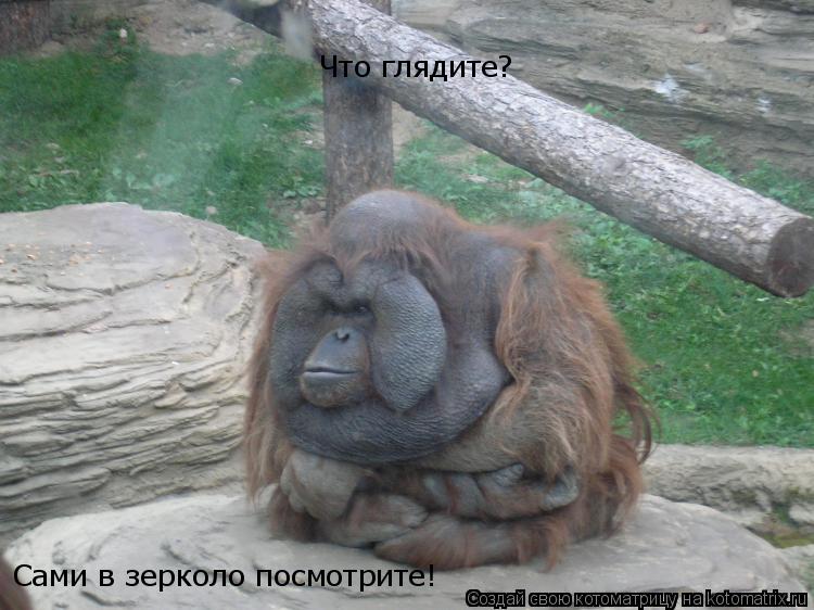 Что глядите? Сами в зерколо посмотрите!... Котоматрица: Что глядите? Сами в зерколо посмотрите!