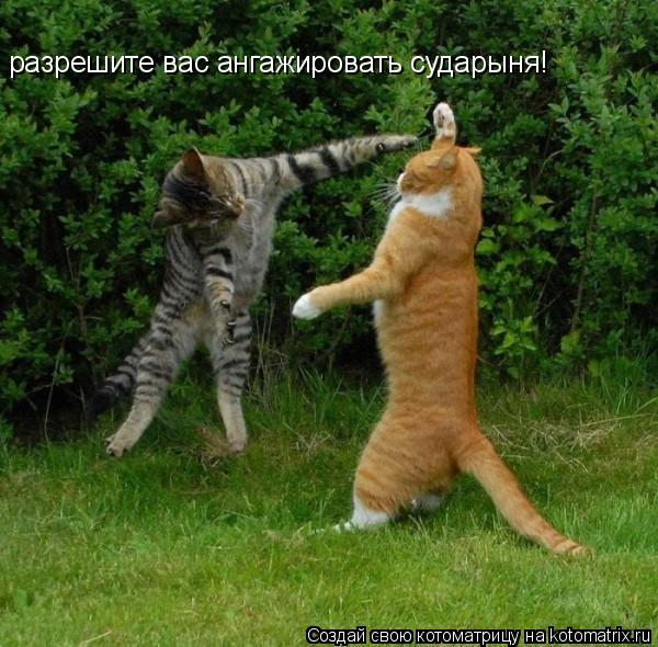 разрешите вас ангажировать сударыня!... Котоматрица: разрешите вас ангажировать сударыня!