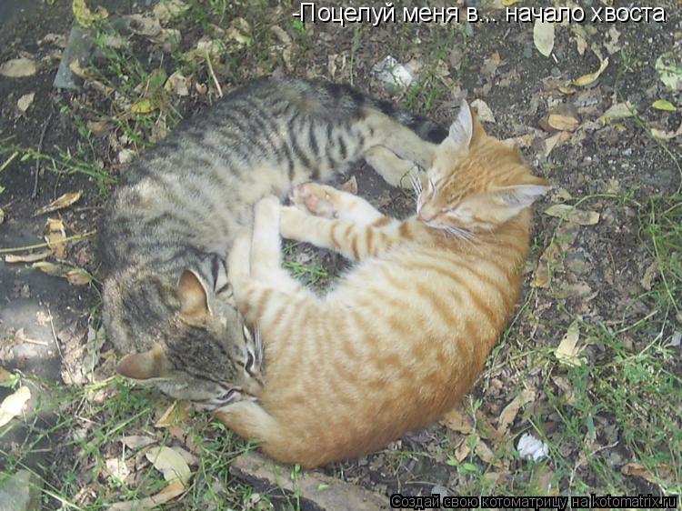 -Поцелуй меня в... начало хвоста... Котоматрица: -Поцелуй меня в... начало хвоста