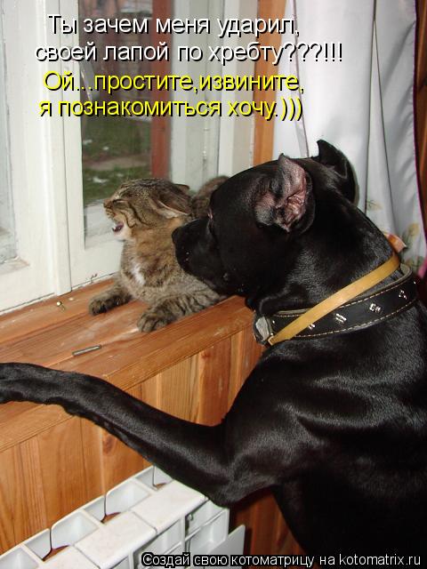 Ты зачем меня ударил, своей лапой по хребту???!!! Ой...простите,извините, я познакомиться хочу.)))... Котоматрица: Ты зачем меня ударил, своей лапой по хребту???!!! Ой...простите,извините, я познакомиться хочу.)))