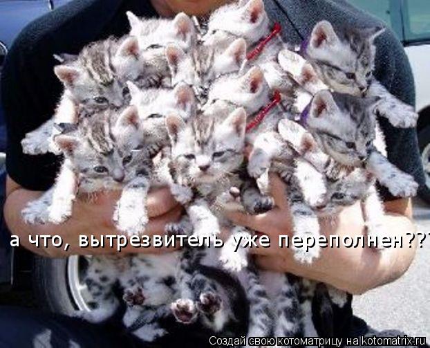 а что, вытрезвитель уже переполнен???........ Котоматрица: а что, вытрезвитель уже переполнен???.....