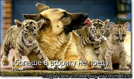 больше в африку не поеду... Котоматрица: больше в африку не поеду