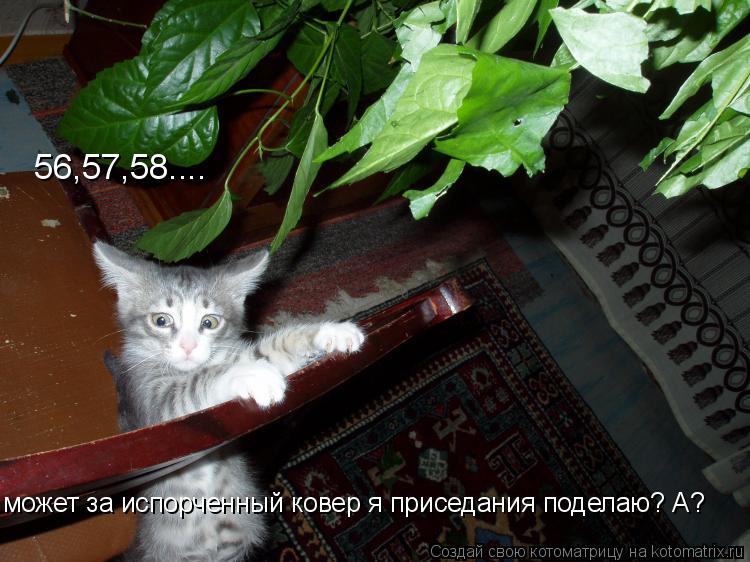 56,57,58.... может за испорченный ковер я приседания поделаю? А?... Котоматрица: 56,57,58.... может за испорченный ковер я приседания поделаю? А?