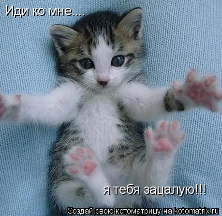 Иди ко мне.... я тебя зацалую!!!... Котоматрица: Иди ко мне.... я тебя зацалую!!!