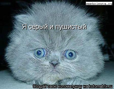 Я серый и пушистый... Котоматрица: Я серый и пушистый