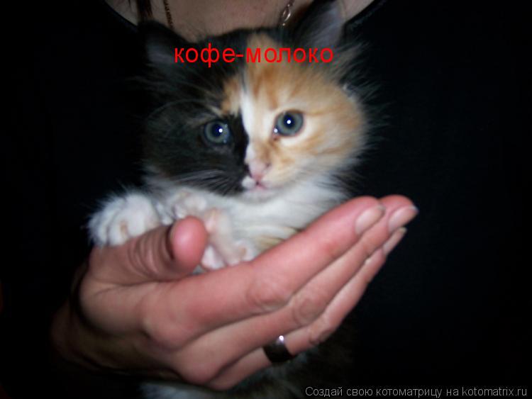 кофе-молоко... Котоматрица: кофе-молоко