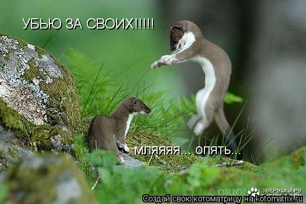 Котоматрица: УБЬЮ ЗА СВОИХ!!!!! мляяяя... опять...