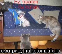 Ну, братан ты попал...... Котоматрица: Ну, братан ты попал...