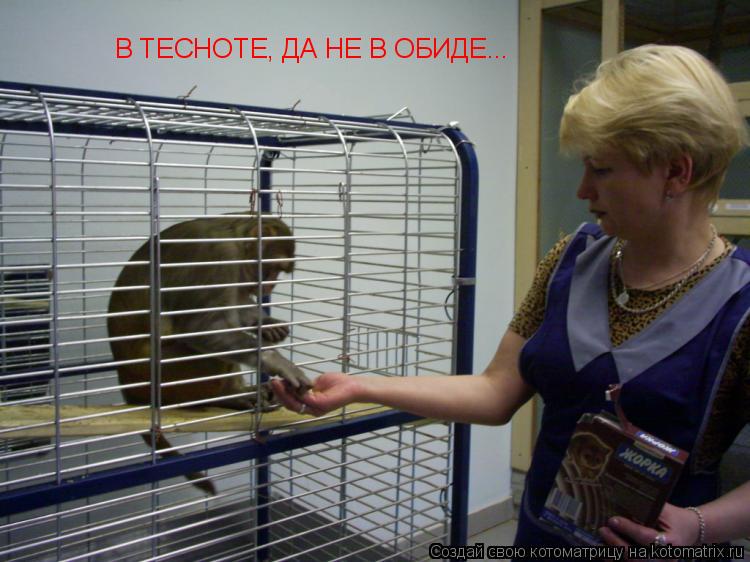 В ТЕСНОТЕ, ДА НЕ В ОБИДЕ...... Котоматрица: В ТЕСНОТЕ, ДА НЕ В ОБИДЕ...