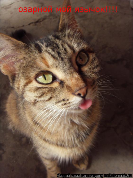 озарной мой язычок!!!!... Котоматрица: озарной мой язычок!!!!